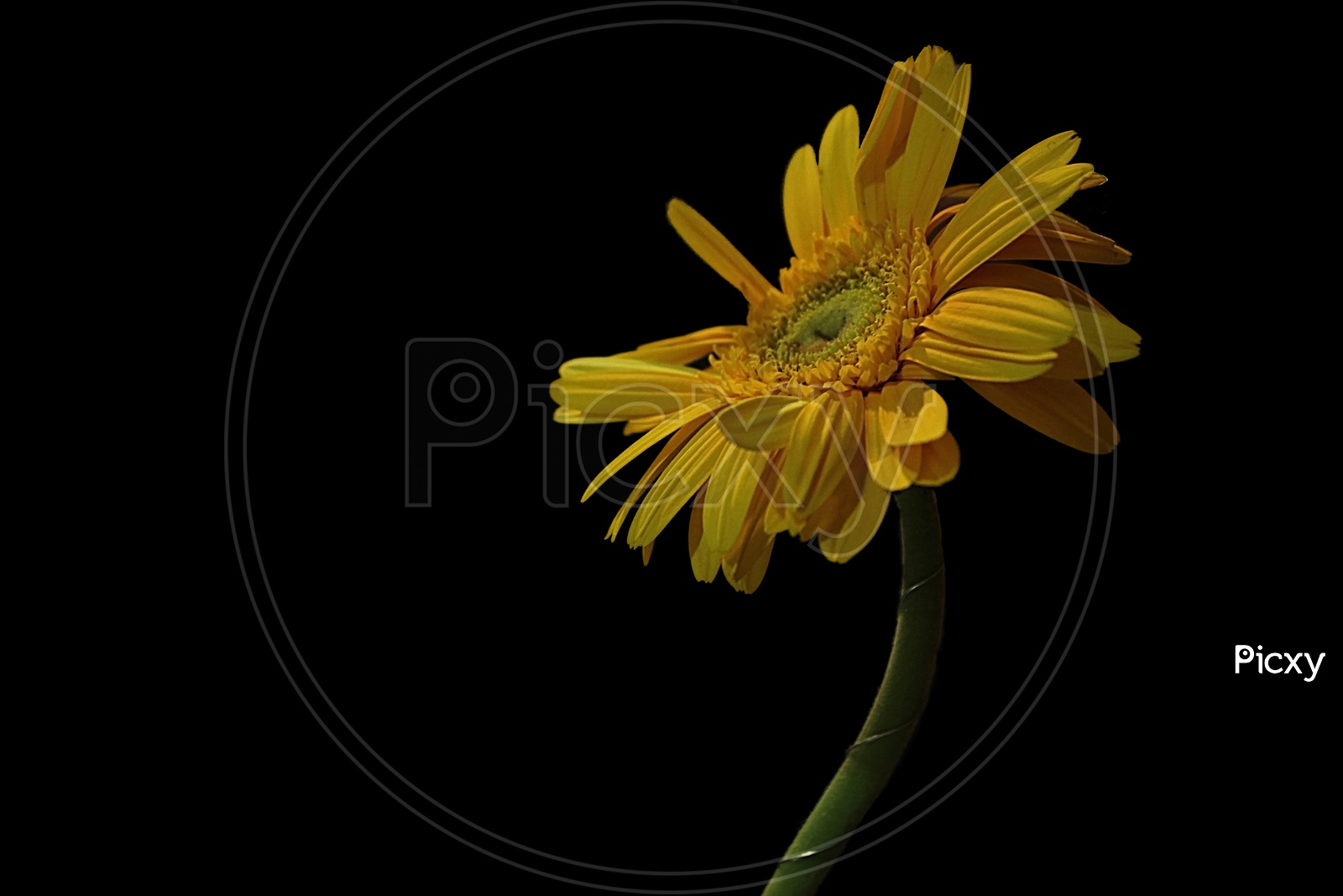 Isolated Sunflower On Black Background Side View