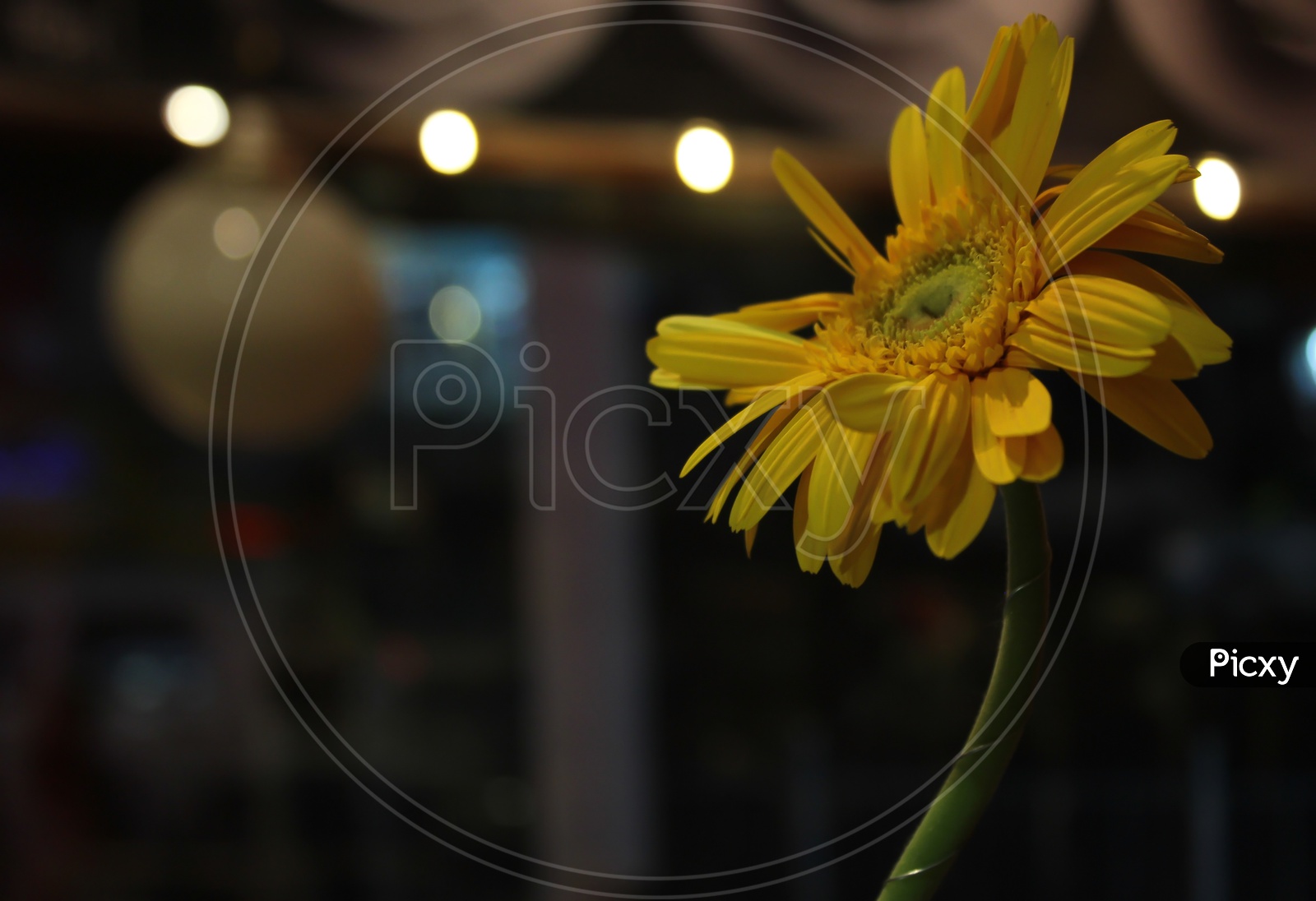 Sunflower On Table Side View
