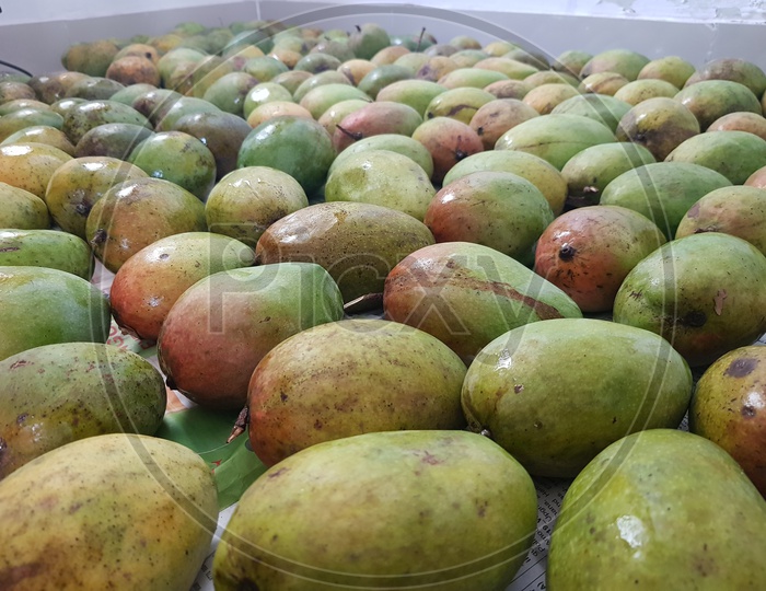Reddish Yellow And Greenish Ripe Alphonso Mangoes Bunch For Sale