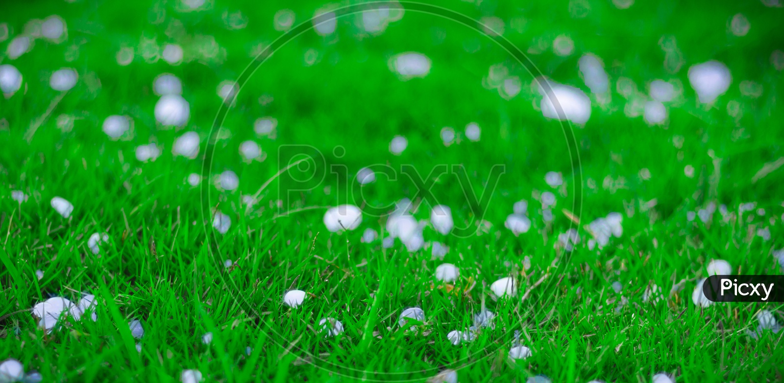 Flakes And Balls Of Ice Crystals On Green Grass After A Hail Storm Appearing Scenic In A Shallow Depth Of Field Landscape Image
