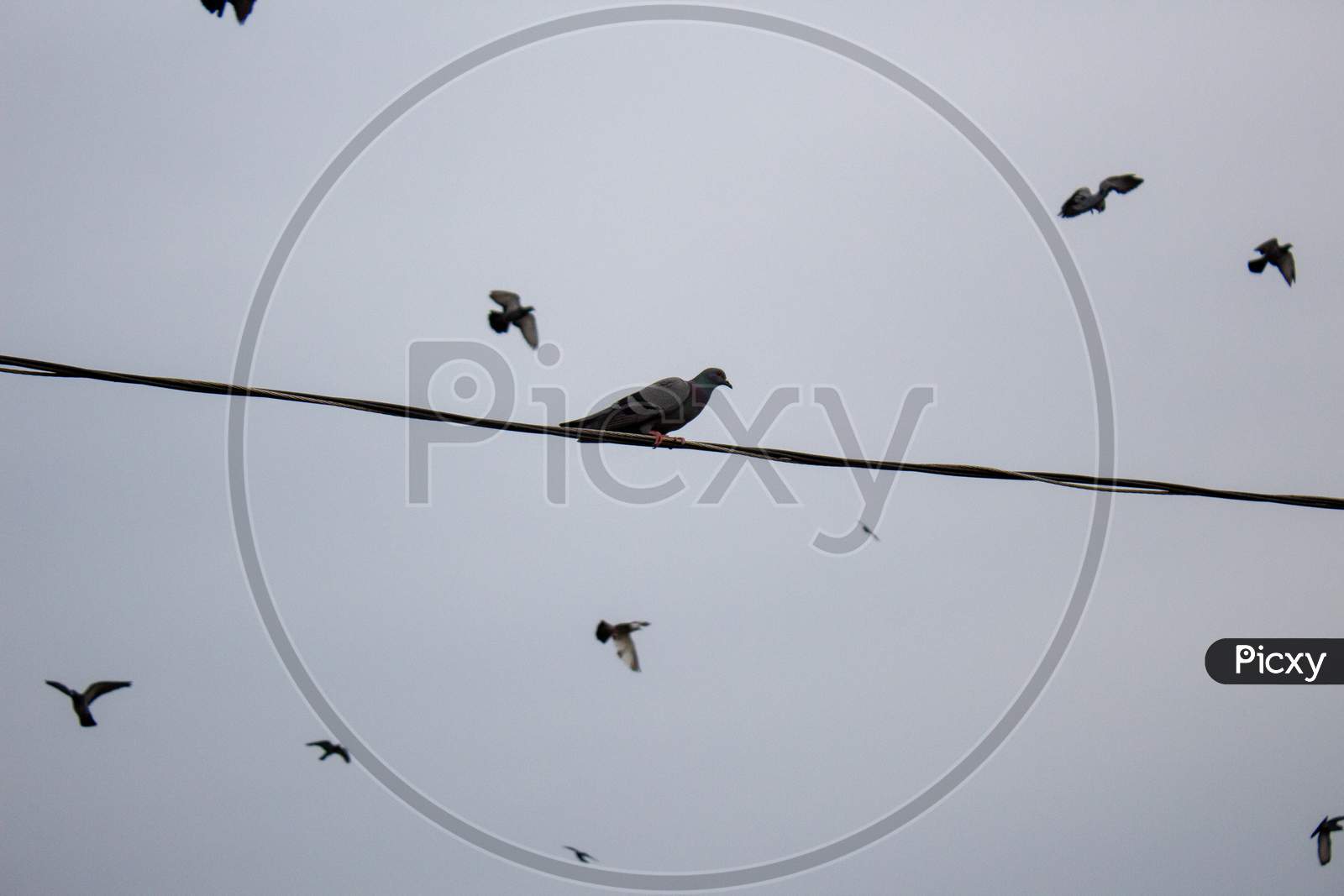 Dove Birds Flying
