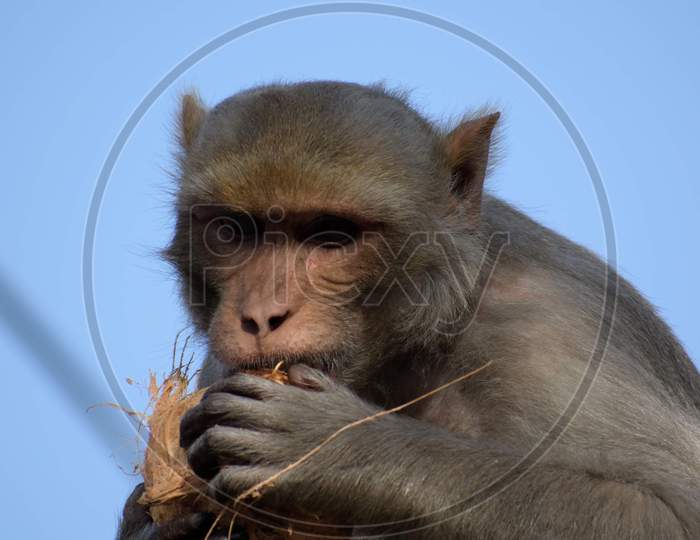 Macaque Or Indian Monkey