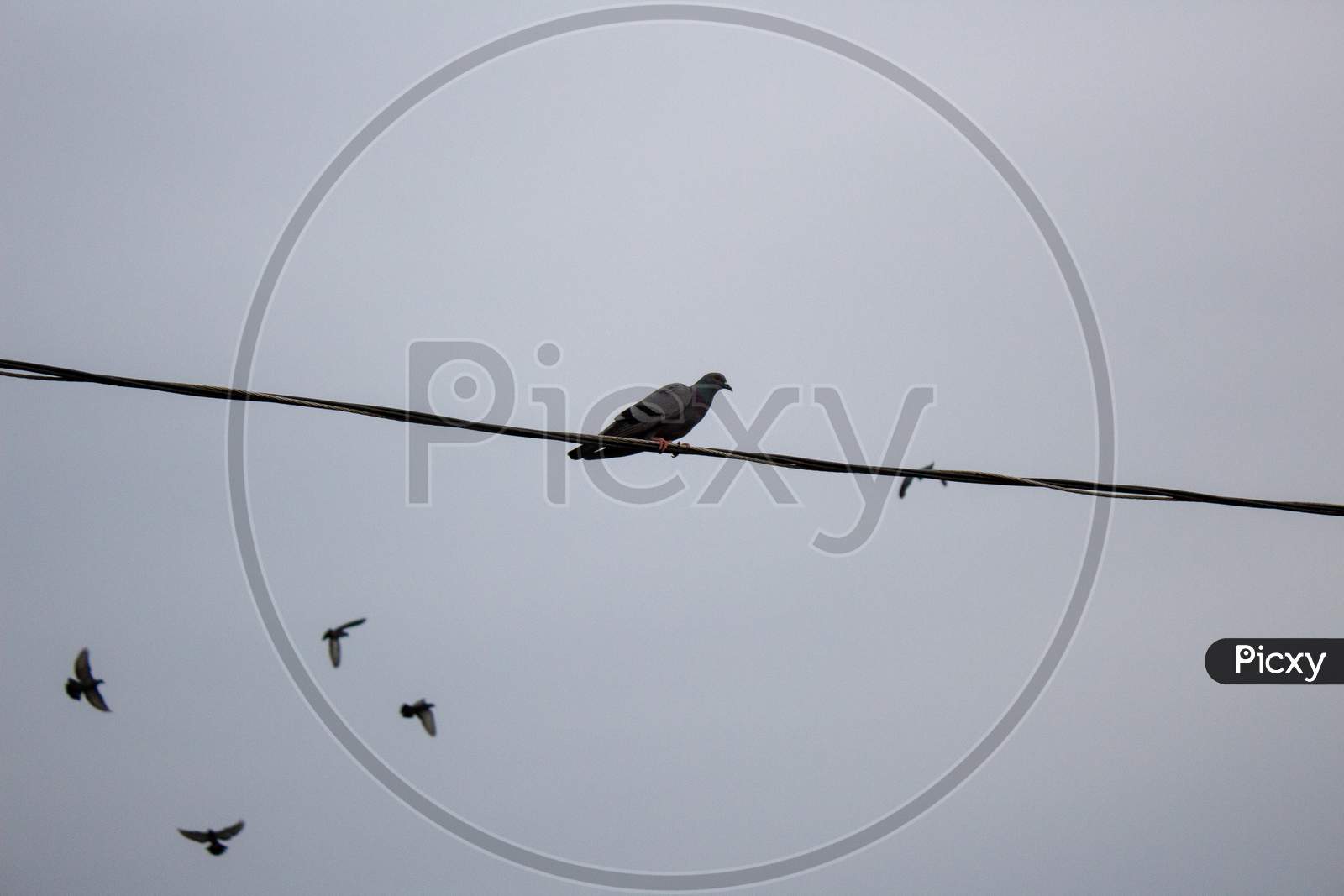 Closeup Shot of Birds Flying