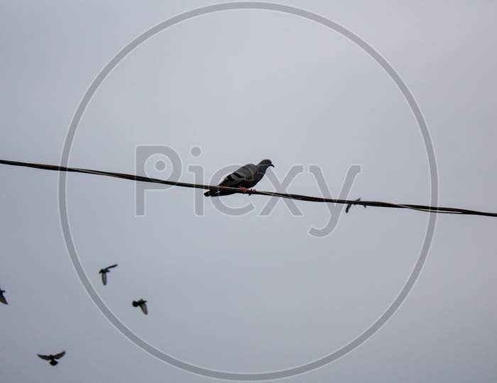 Closeup Shot of Birds Flying