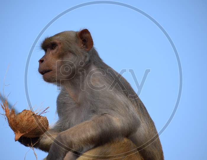 Macaque Or Indian Monkey