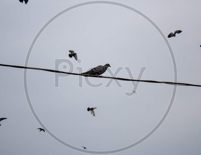 Dove Birds Flying