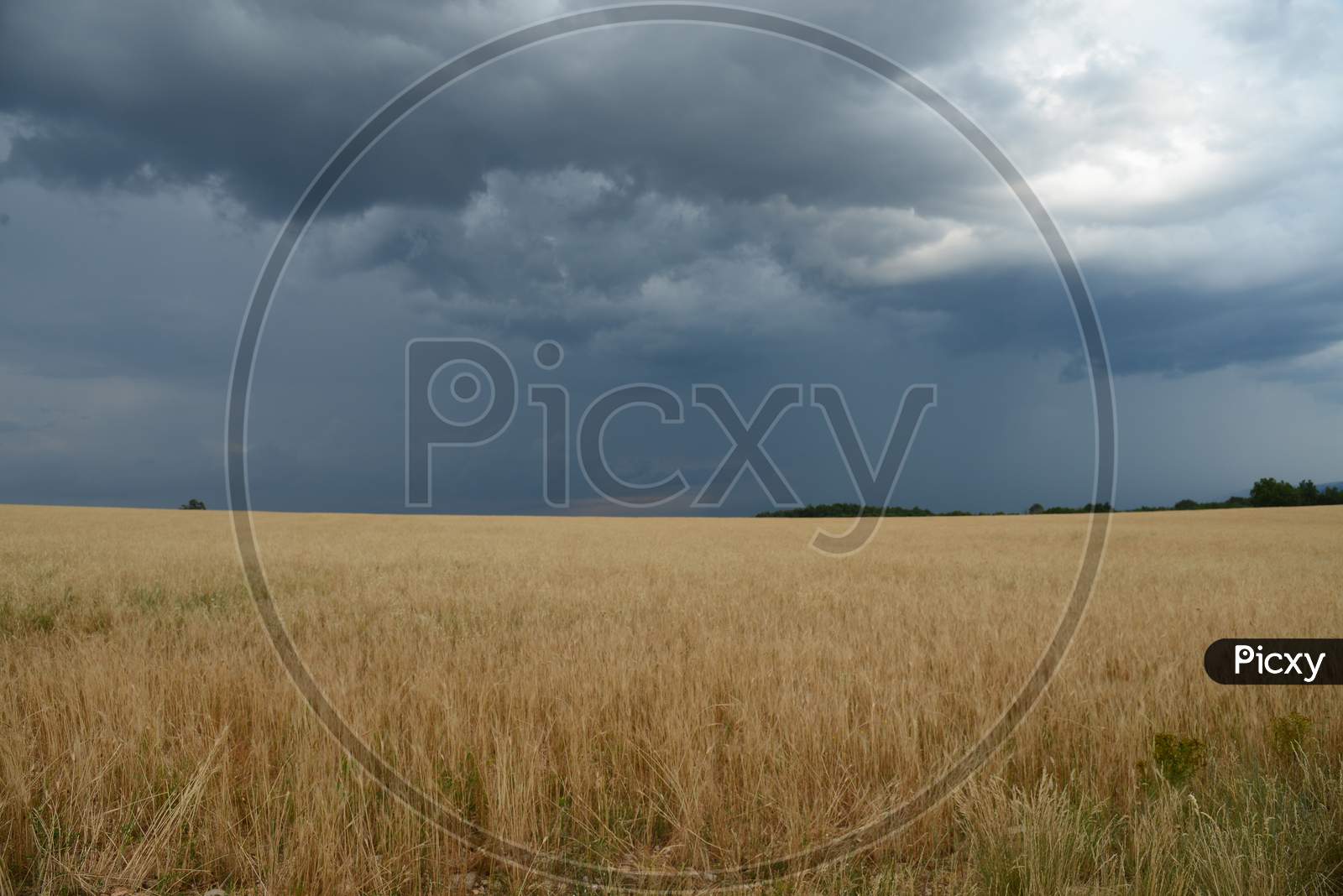 Golden Brown Grass Fields With Cloudy Sky Background