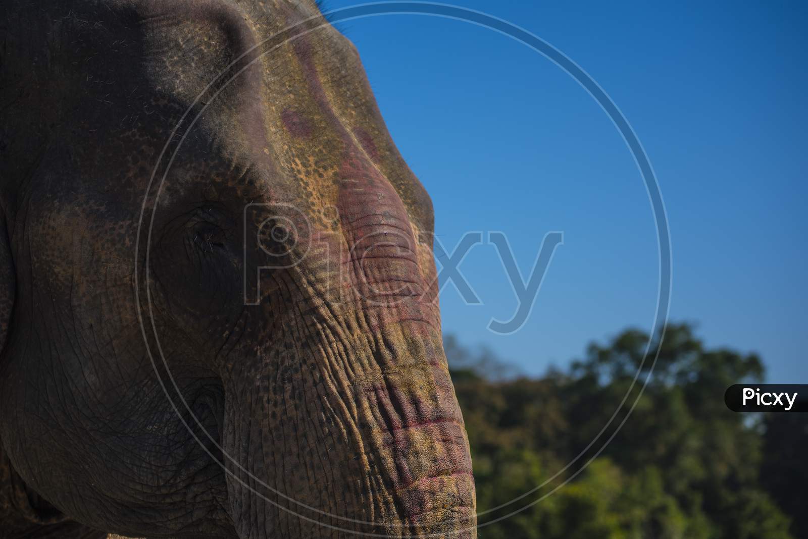 Close up shot of an elephant