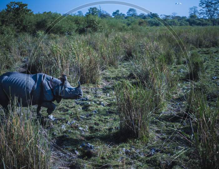 Wild Rhino in Kaziranga National Park