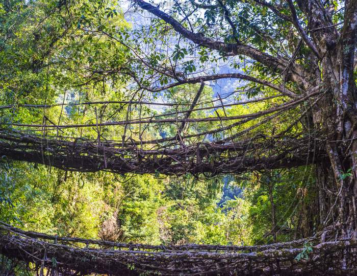 Double Decker Living Root Bridge, Cherrapunji