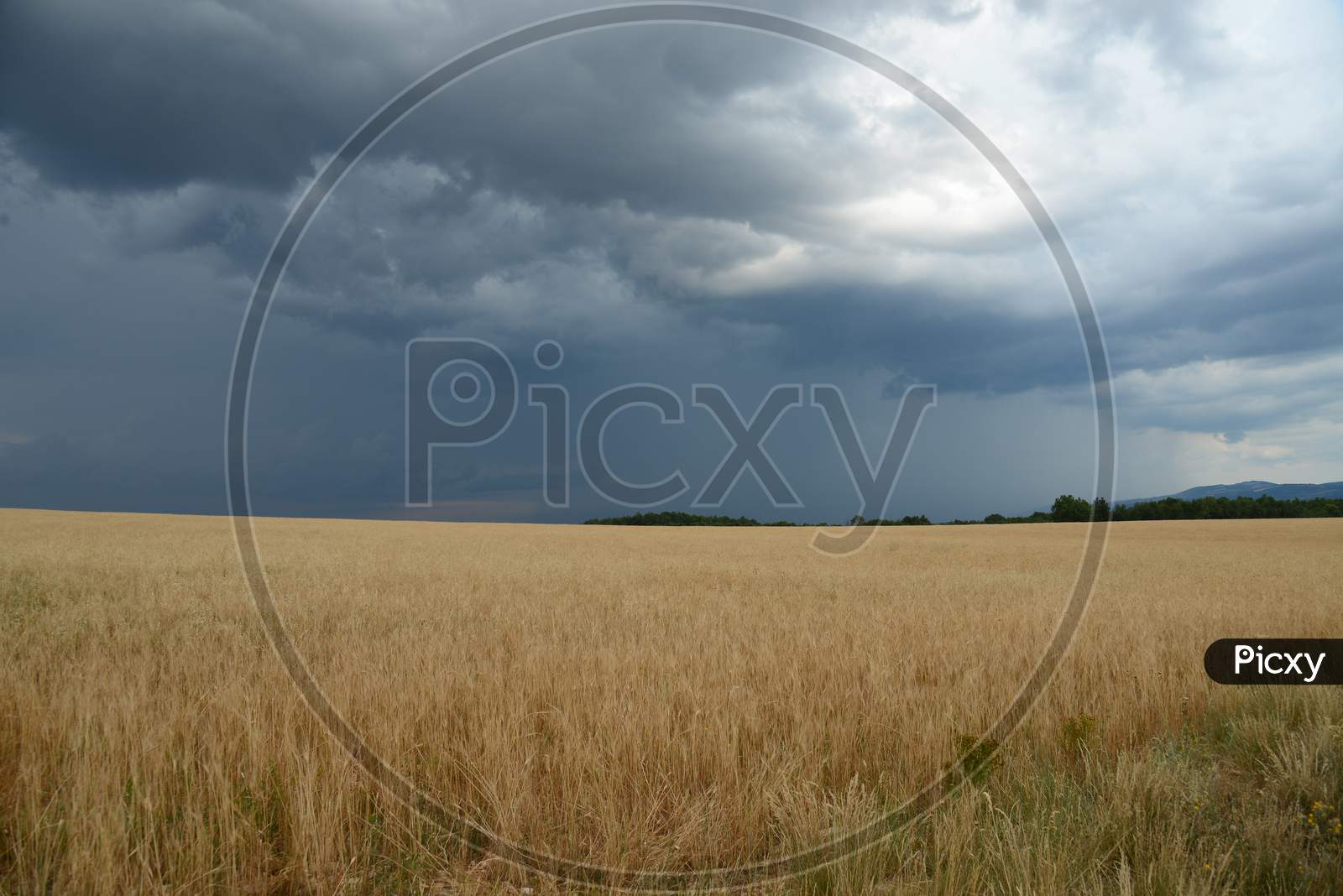 Golden Brown Grass Fields With Cloudy Sky Background