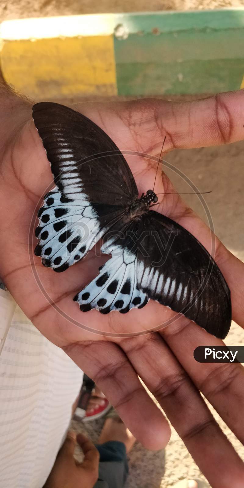 Butterfly in my hands.