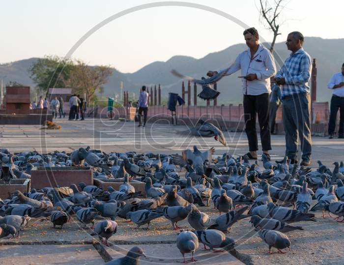 People giving corn, wheat and other seeds to pigeons and pigeons pecking it