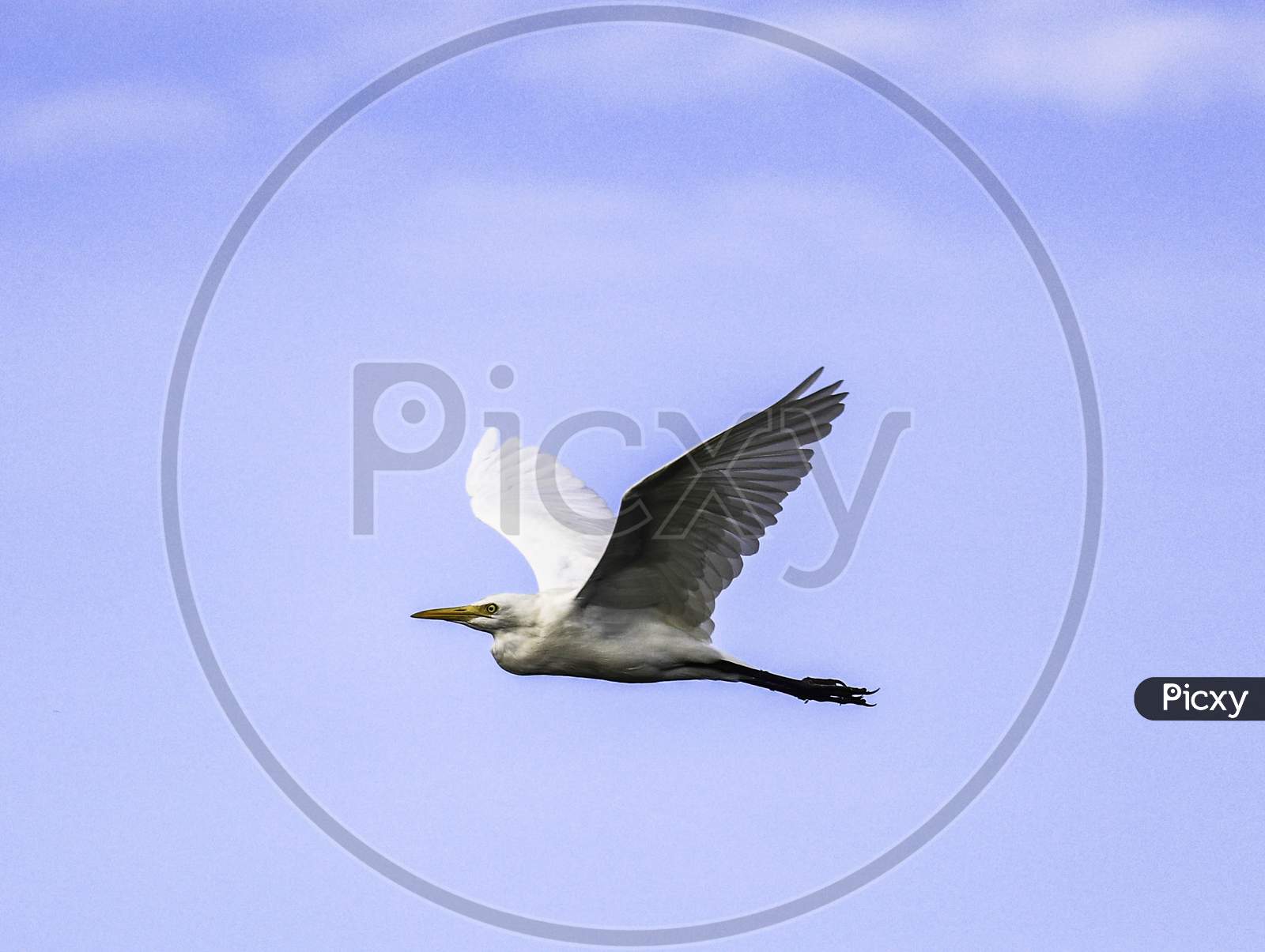 Great white Egret