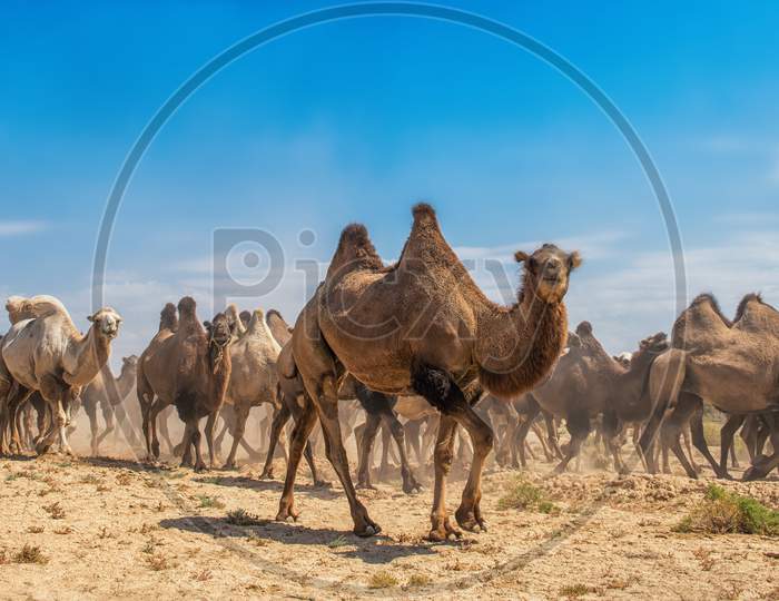 Group Of Camels Walking In Desert