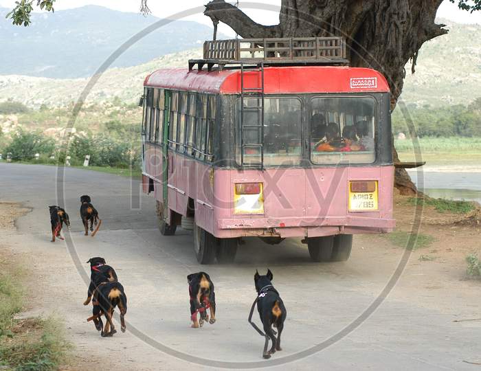 Police Dogs running after a Bus