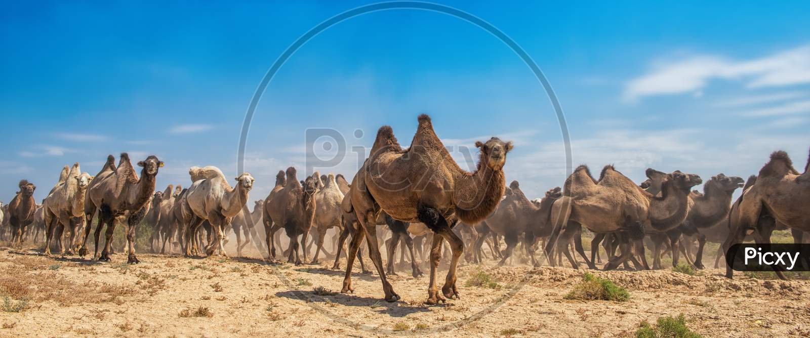 Group Of Camels Walking In Desert