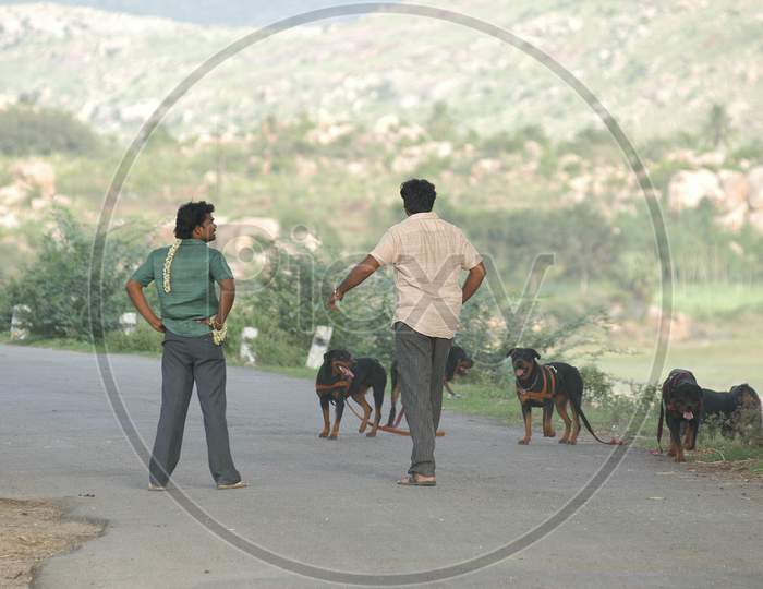 Two Men with Rottweiler Dogs