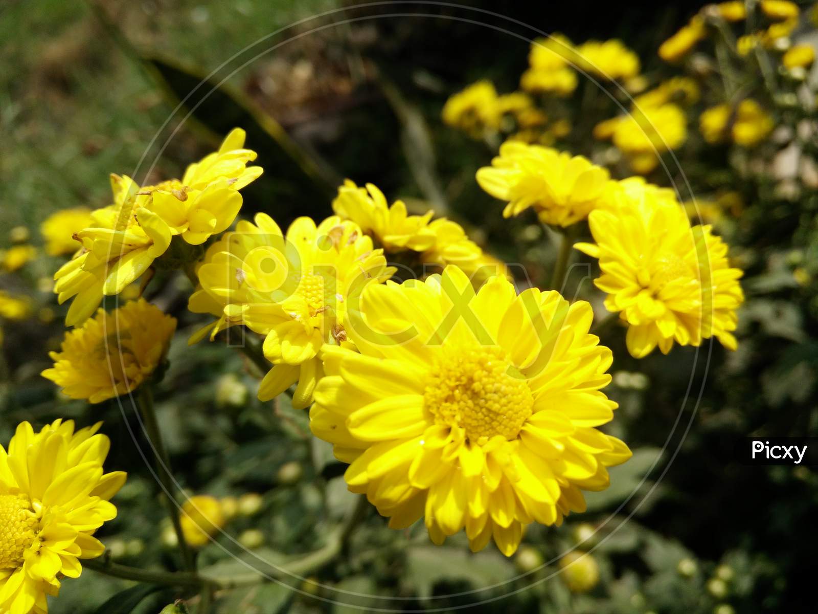 Yellow Chrysanth Flowers Blooming On Plants At a Garden