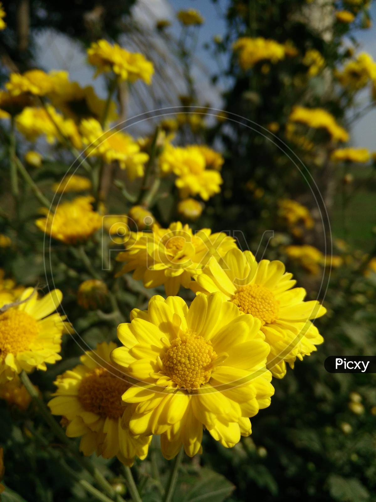 Yellow Chrysanth Flowers Blooming On Plants At a Garden