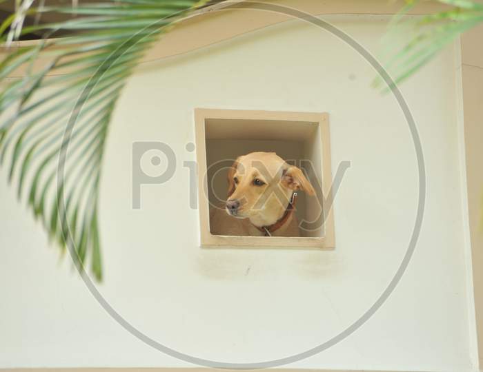 Dog Looking Out From a Hole