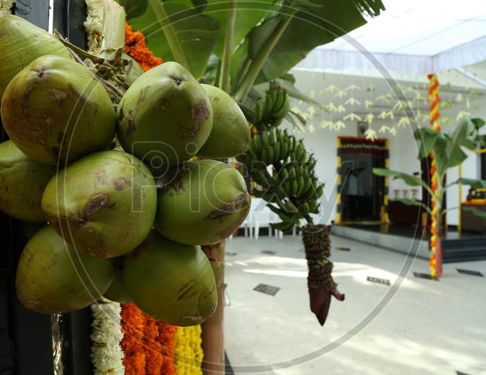 Coconuts And Banana Tree At Indian Traditional Event Decoration