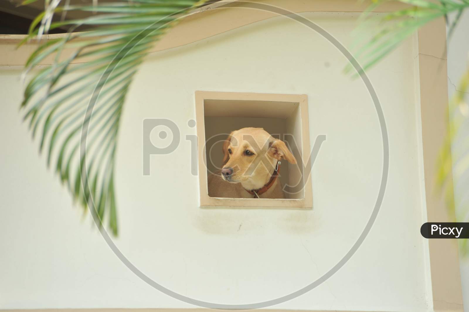 Dog Looking Out From a Hole