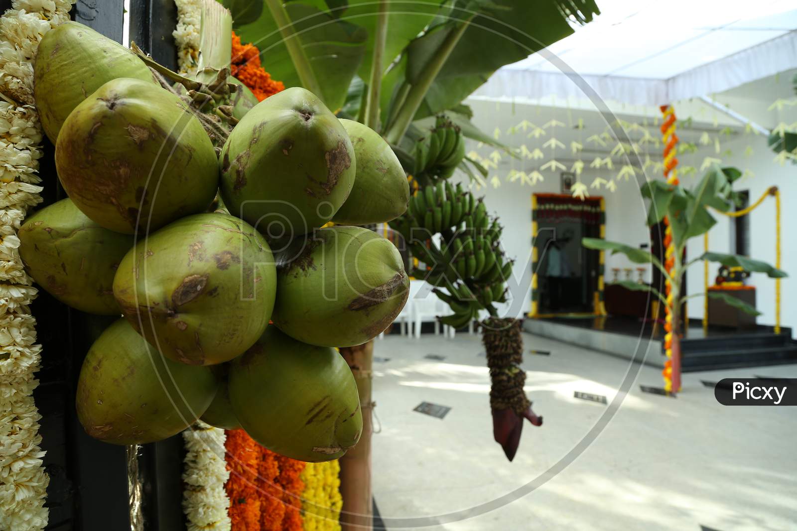 Coconuts And Banana Tree At Indian Traditional Event Decoration
