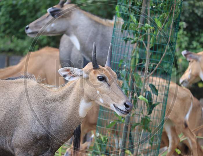 The Male Nilgai Head Closeup Image. It Is The Largest Asian Antelope And Is Endemic To The Indian Subcontinent.Nilgai Or Blue Bull, Bor Tiger Reserve, India