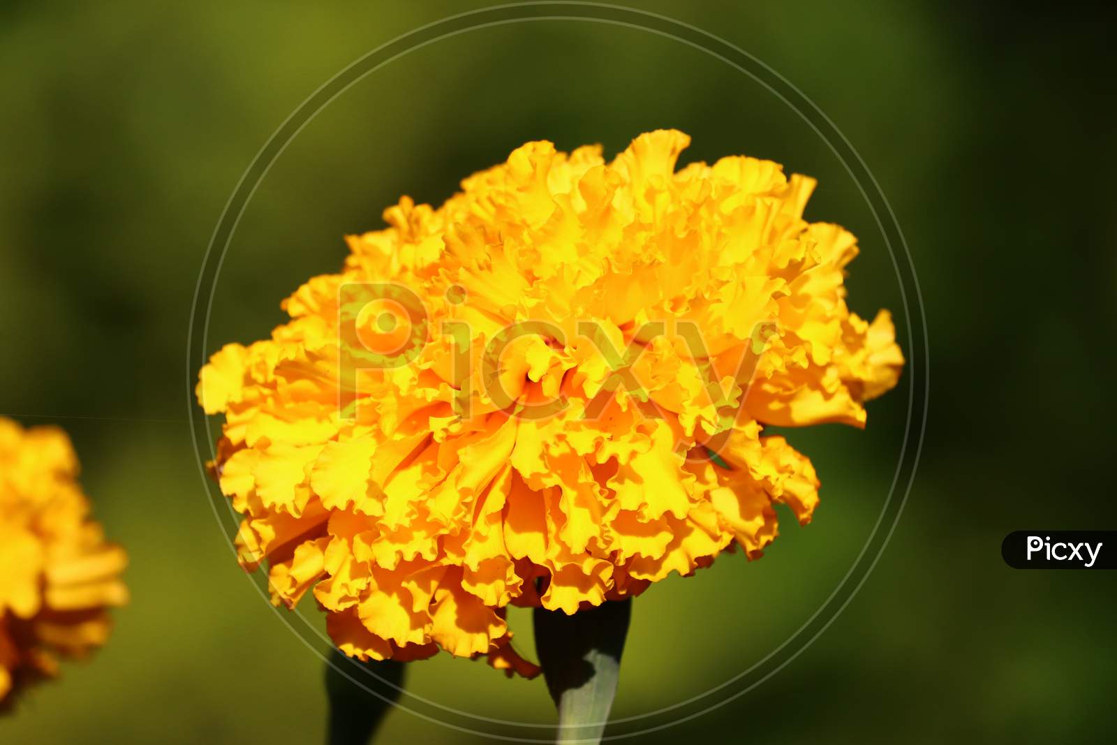 Close Up Yellow Meridold  Flower
