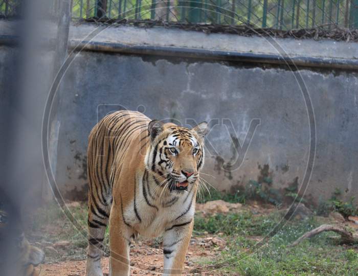 Tiger In The Nature Habitat. Tiger Male Walking Head On Composition.Beautiful Bengal Tiger, Queen Tiger
