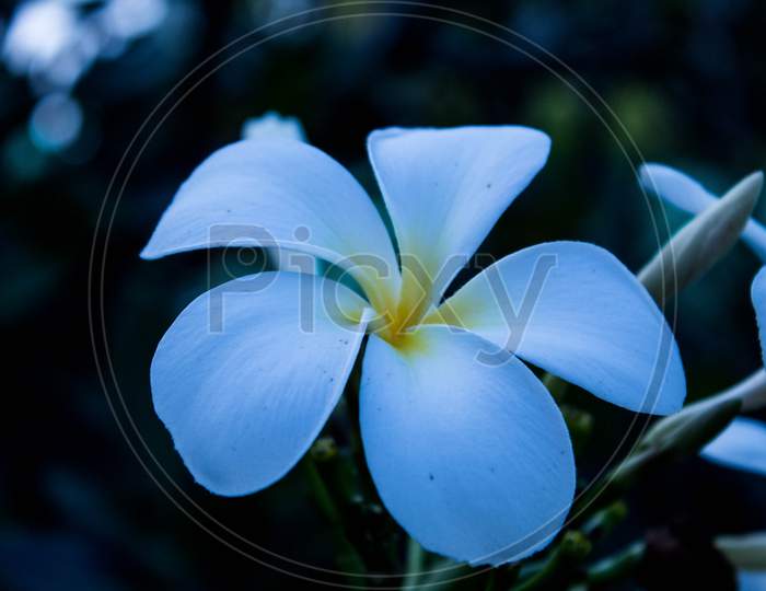 Closeup Shot of Frangipani Flower
