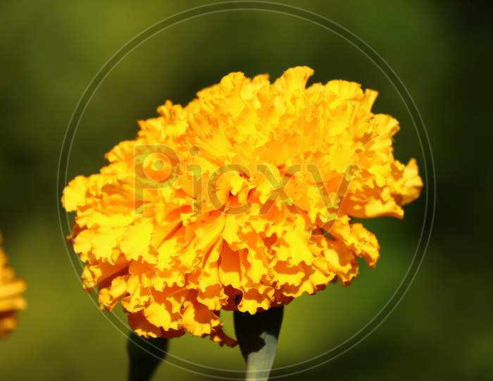 Close Up Yellow Meridold  Flower