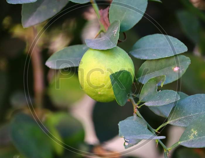Citrus Fruits (Orange, Lemon, Grapefruit, Mandarin, Lime).Bunches Of Fresh Yellow Ripe Lemons On Lemon Tree Branches In Indian Garden