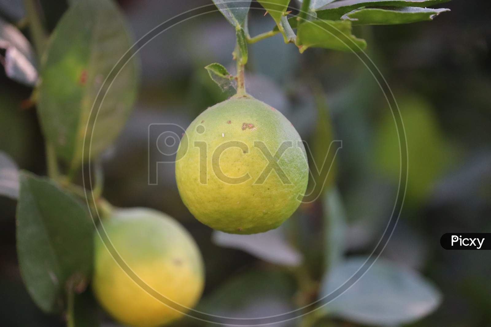 Citrus Fruits (Orange, Lemon, Grapefruit, Mandarin, Lime).Bunches Of Fresh Yellow Ripe Yellow (Green) Lemons On Lemon Tree(Plant) Branches In Indian Garden