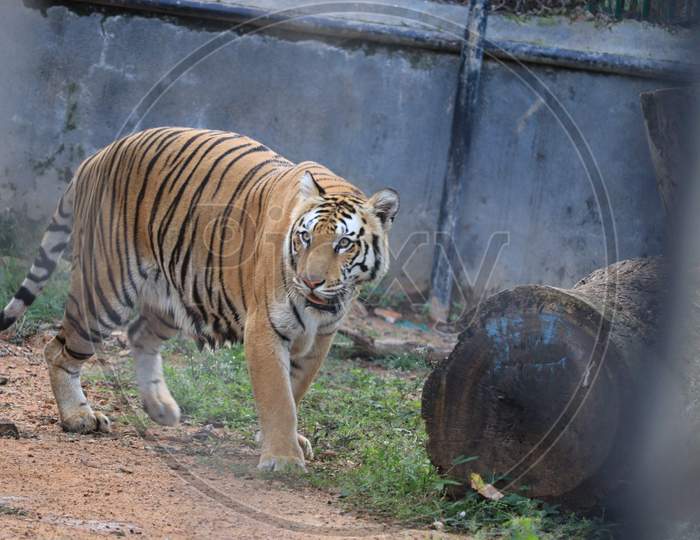Great Tiger Male