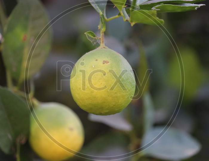 Citrus Fruits (Orange, Lemon, Grapefruit, Mandarin, Lime).Bunches Of Fresh Yellow Ripe Yellow (Green) Lemons On Lemon Tree(Plant) Branches In Indian Garden