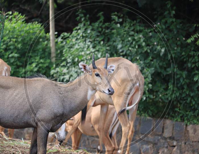 Close View Of Nilgai In Nature.Male Nilgai Antelope.India