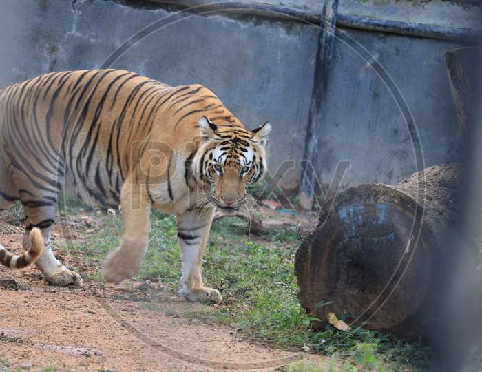 Tiger Standing
