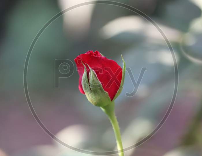 Red Rose Flower Blooming In Roses Garden