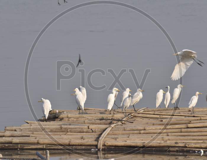 Indian Crane Birds At a River Bank Of Bramhaputra In Asssam