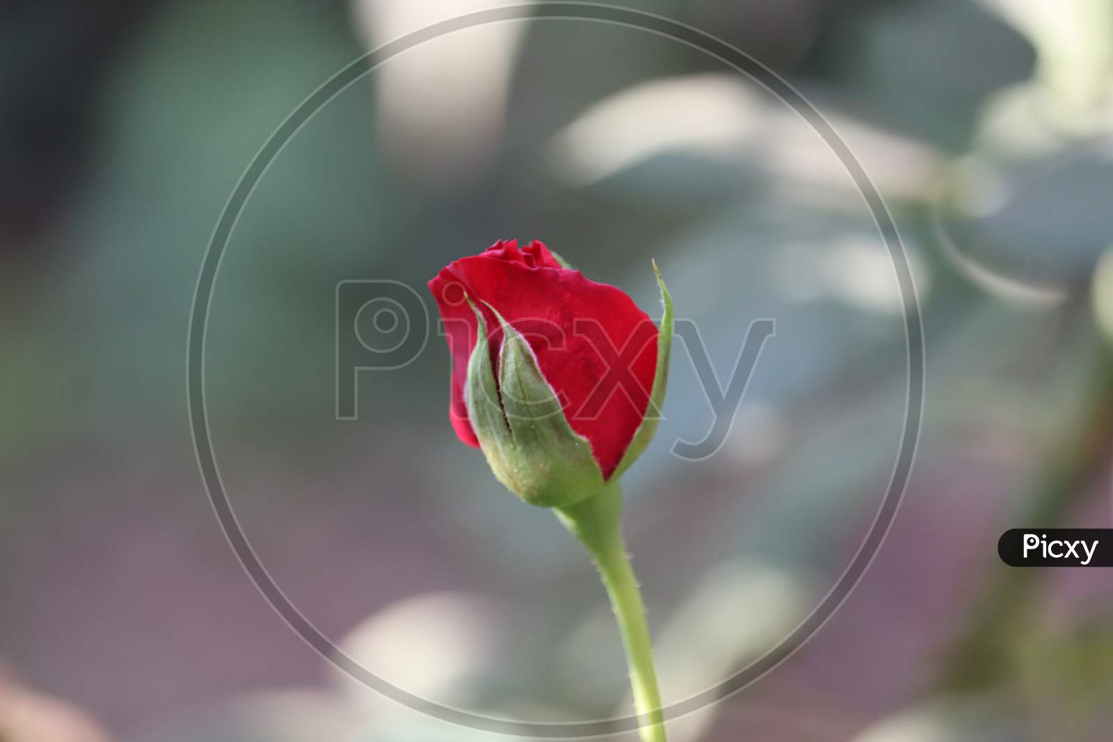 Red Rose Flower Blooming In Roses Garden