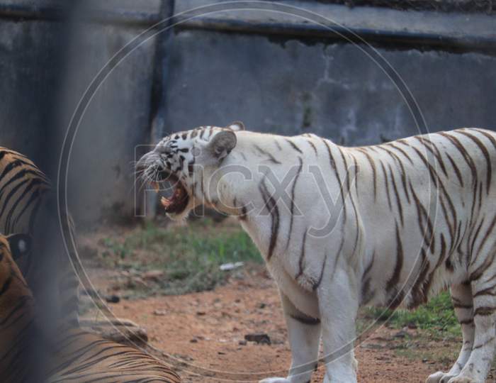 Great White Tiger Male