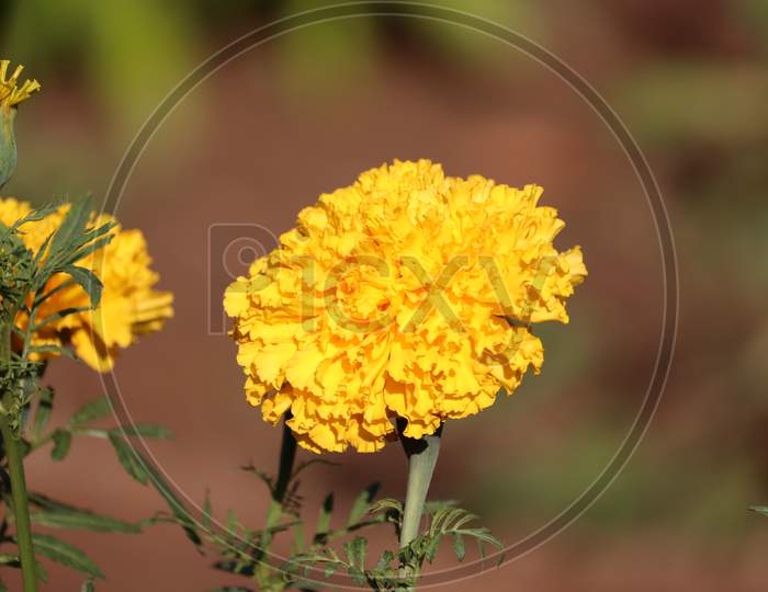 Yellow Merigold Flower