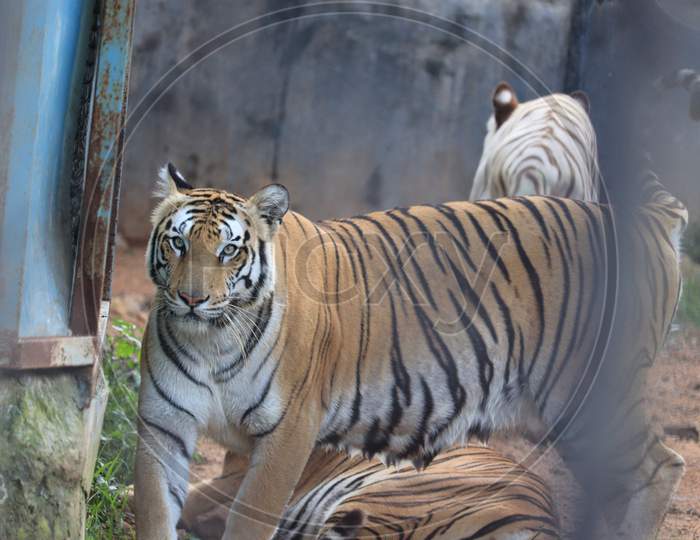 (Royal Bengal Tiger)