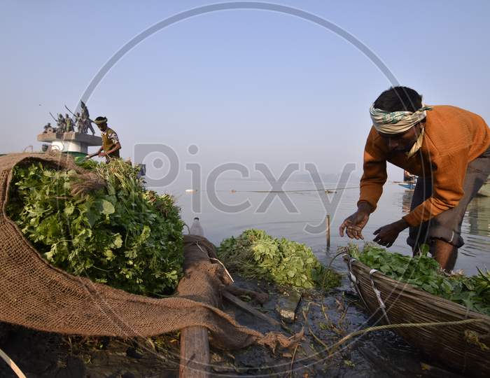 Harvester Cleaning Fresh Leafy vegetables or Herbs in Bramhaputra River In Assam