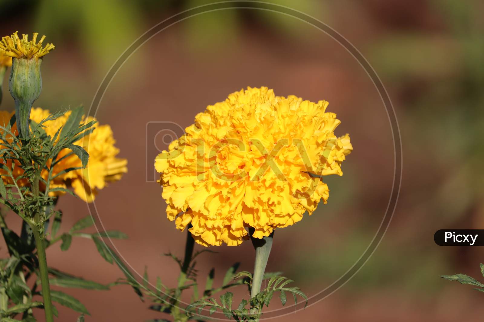 Yellow Merigold Flower