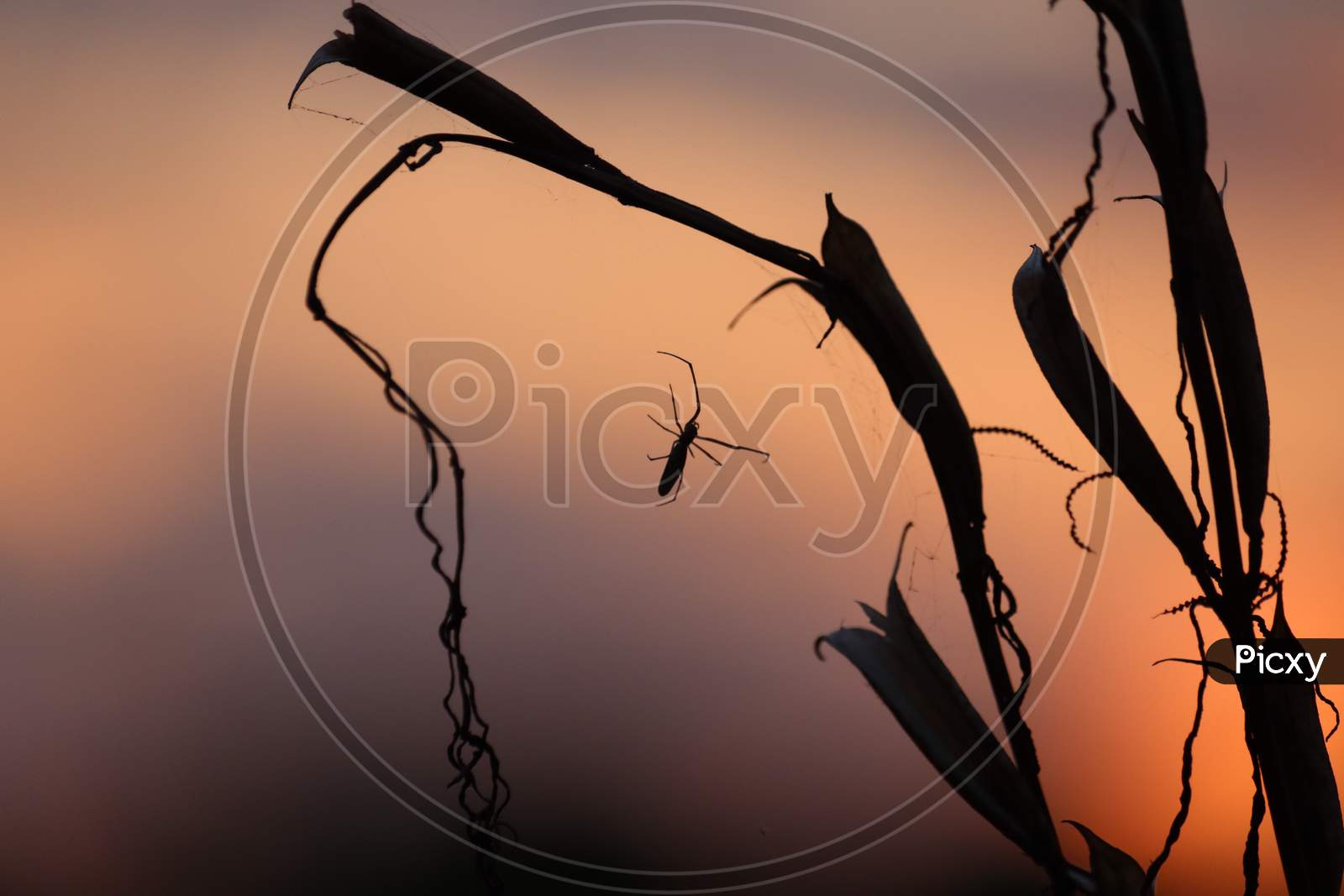 A Spider Spinning A Web At Sunset