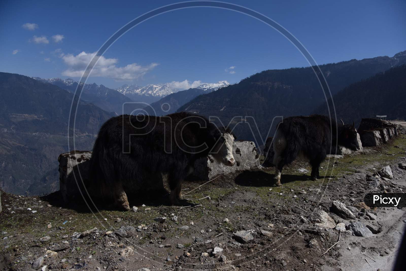 Wild Yak On The Mountains of Arunachal Pradesh
