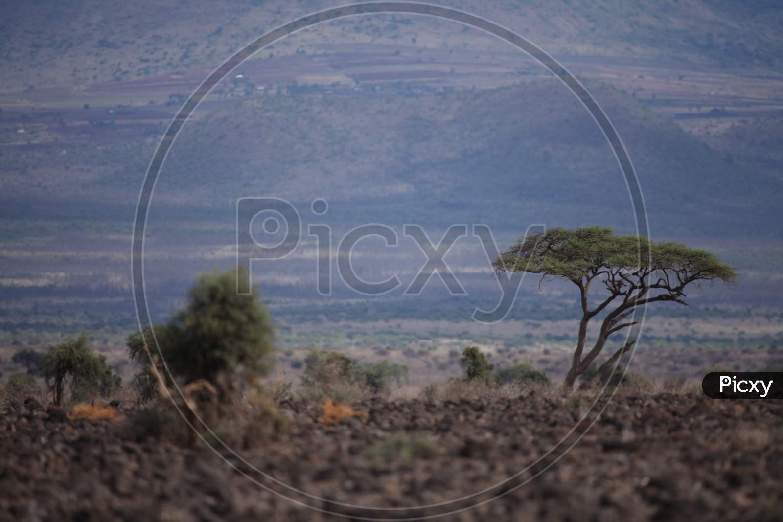 Landscape of an isolated tree in the farm land